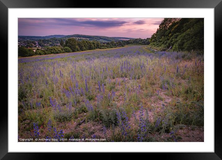 Wild Fields Framed Mounted Print by Anthony Rigg