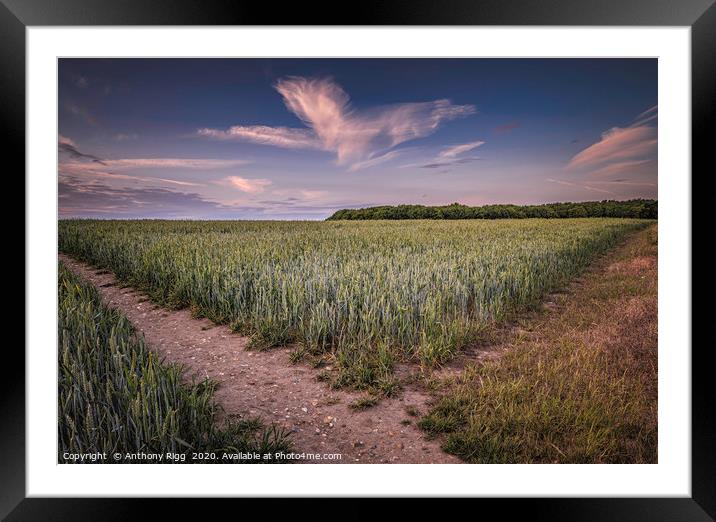Cornfields Framed Mounted Print by Anthony Rigg