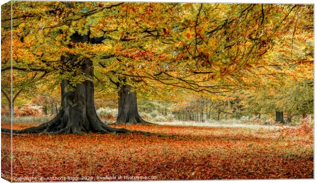 Autumnal Woodland Canvas Print by Anthony Rigg