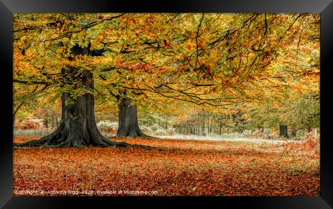Autumnal Woodland Framed Print by Anthony Rigg