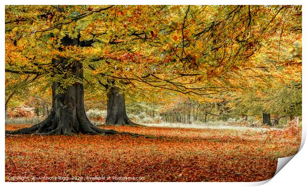 Autumnal Woodland Print by Anthony Rigg