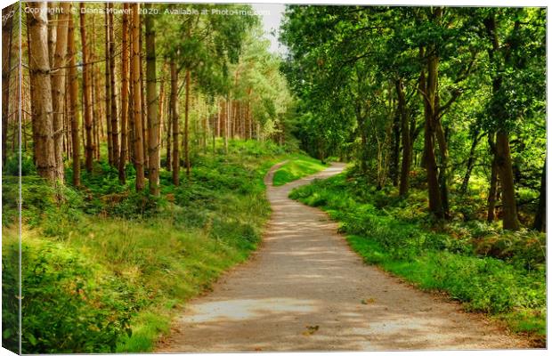 Cannock Chase Trail Canvas Print by Diana Mower