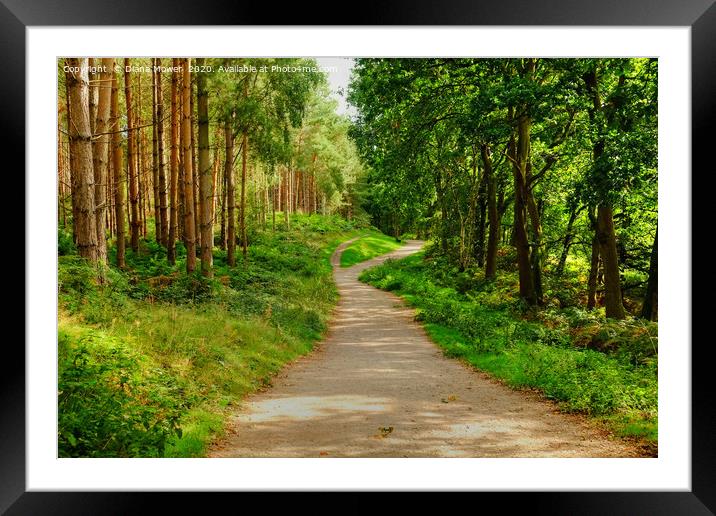 Cannock Chase Trail Framed Mounted Print by Diana Mower