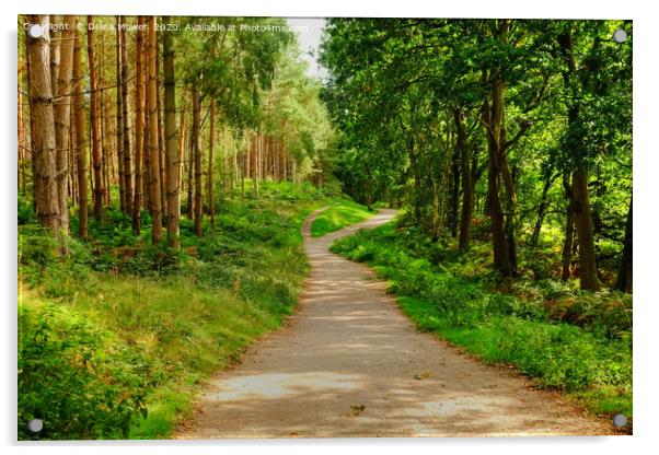 Cannock Chase Trail Acrylic by Diana Mower