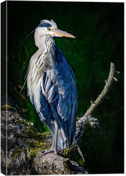 Sunshine and Preening Canvas Print by Alan Sinclair