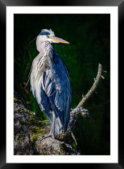 Sunshine and Preening Framed Mounted Print by Alan Sinclair