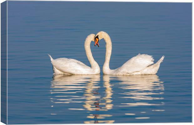 Close up of a swan family at sunset light Canvas Print by Arpad Radoczy