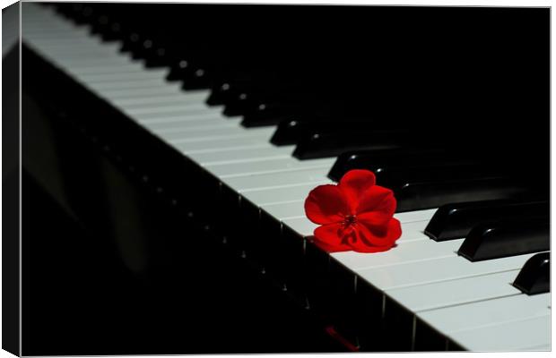 Piano with a red geranium flower Canvas Print by Arpad Radoczy