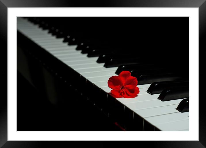 Piano with a red geranium flower Framed Mounted Print by Arpad Radoczy