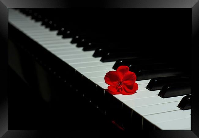 Piano with a red geranium flower Framed Print by Arpad Radoczy