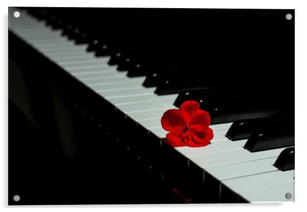 Piano with a red geranium flower Acrylic by Arpad Radoczy
