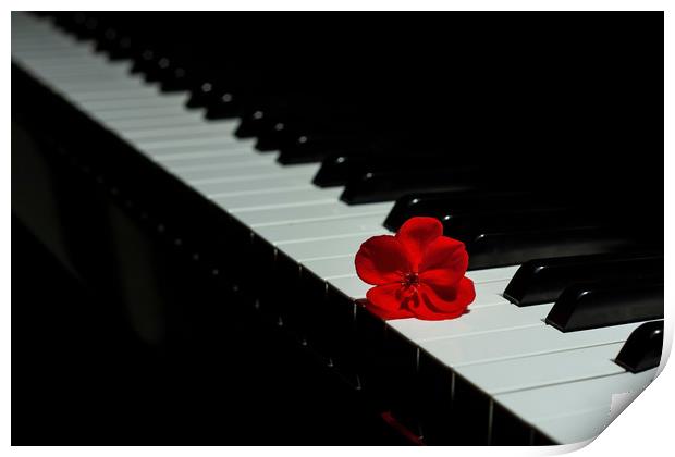 Piano with a red geranium flower Print by Arpad Radoczy