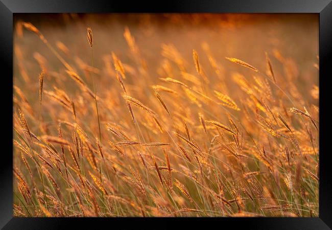 Grass landscape in the wonderful sunset light Framed Print by Arpad Radoczy
