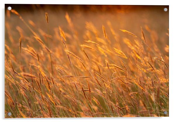 Grass landscape in the wonderful sunset light Acrylic by Arpad Radoczy