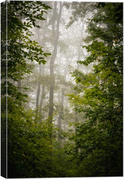 Green oak forest in spring time Canvas Print by Arpad Radoczy