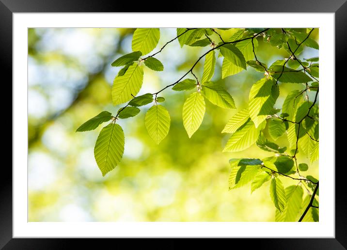 Close up of hornbeam leaves at spring Framed Mounted Print by Arpad Radoczy