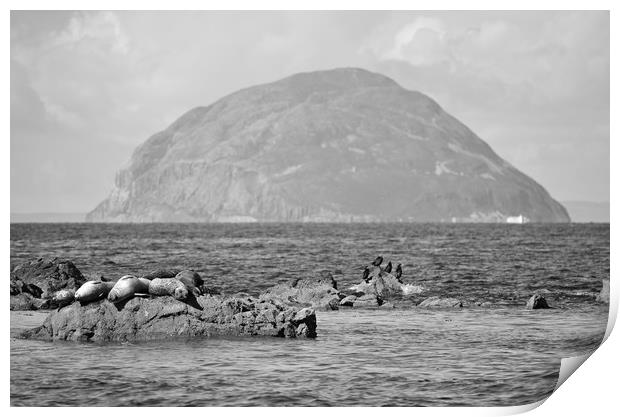 Seals at rest in South Ayrshire  Print by Allan Durward Photography