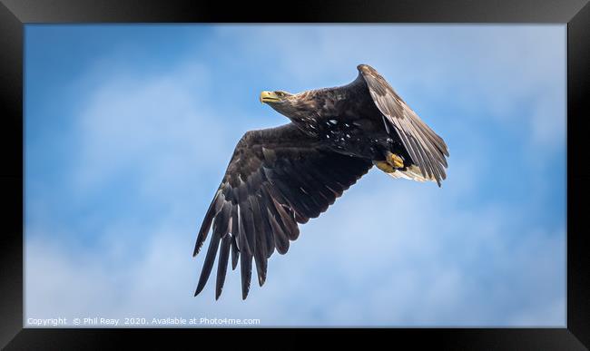A white tailed Sea Eagle Framed Print by Phil Reay