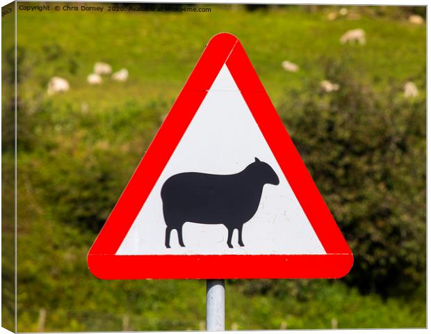 Road Sign Warning of Sheep in Wales Canvas Print by Chris Dorney