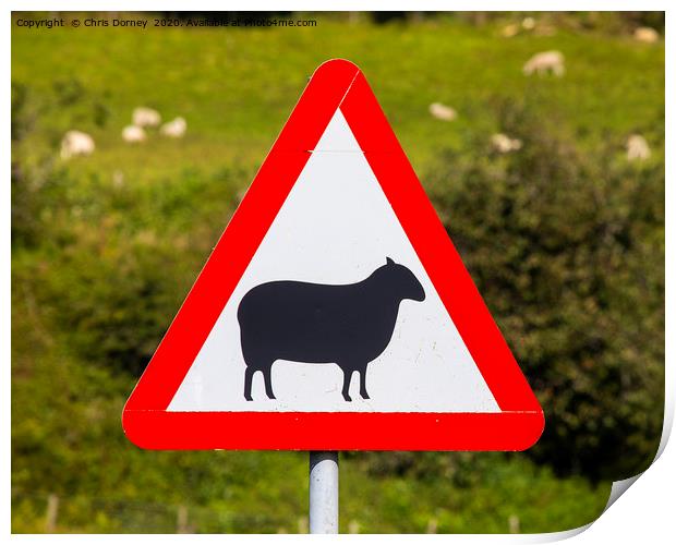 Road Sign Warning of Sheep in Wales Print by Chris Dorney
