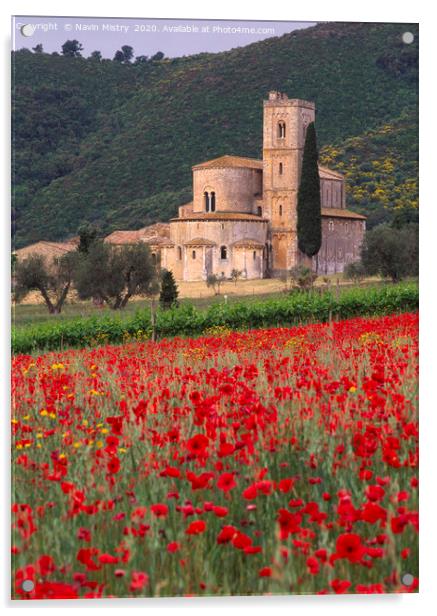 A field with with poppies at Sant Antimo Abbey Tus Acrylic by Navin Mistry