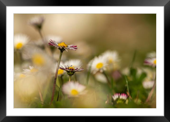 Sunset light on the field with daisy flower, Macro Framed Mounted Print by Arpad Radoczy