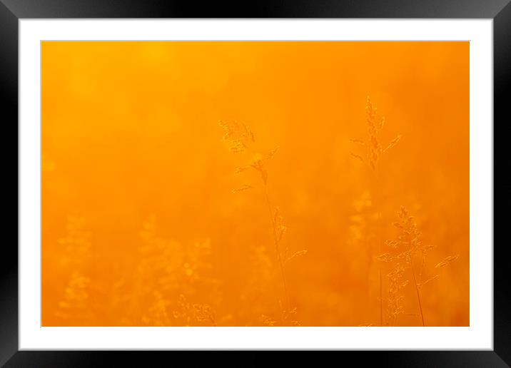 Grass landscape in the wonderful sunset light Framed Mounted Print by Arpad Radoczy