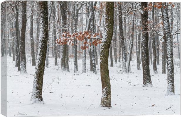 Snowy winter forest Canvas Print by Arpad Radoczy