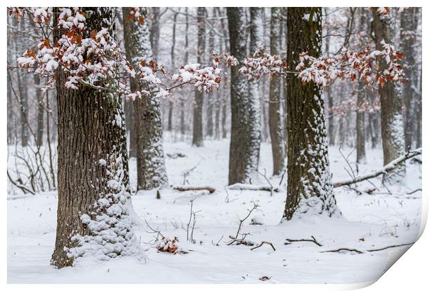 Snowy winter forest Print by Arpad Radoczy
