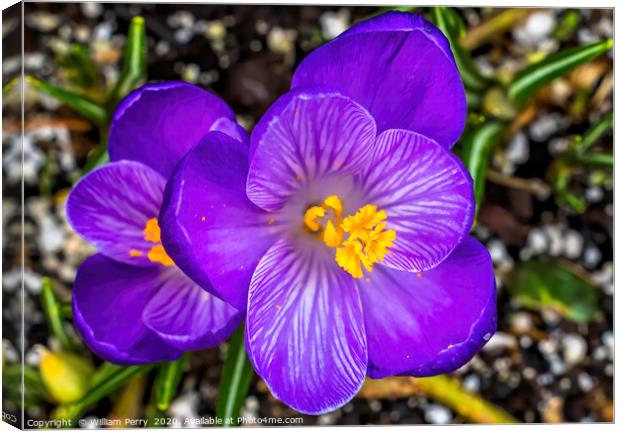 Blue Purple Crocus Blossom Blooming Macro Washingt Canvas Print by William Perry