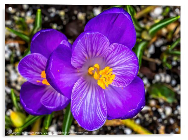 Blue Purple Crocus Blossom Blooming Macro Washingt Acrylic by William Perry