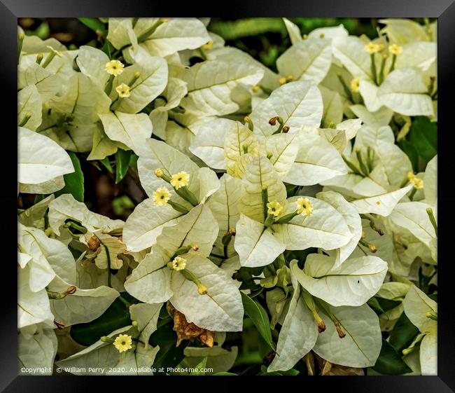 White Bougainvillea Bush Easter Island Chile Framed Print by William Perry