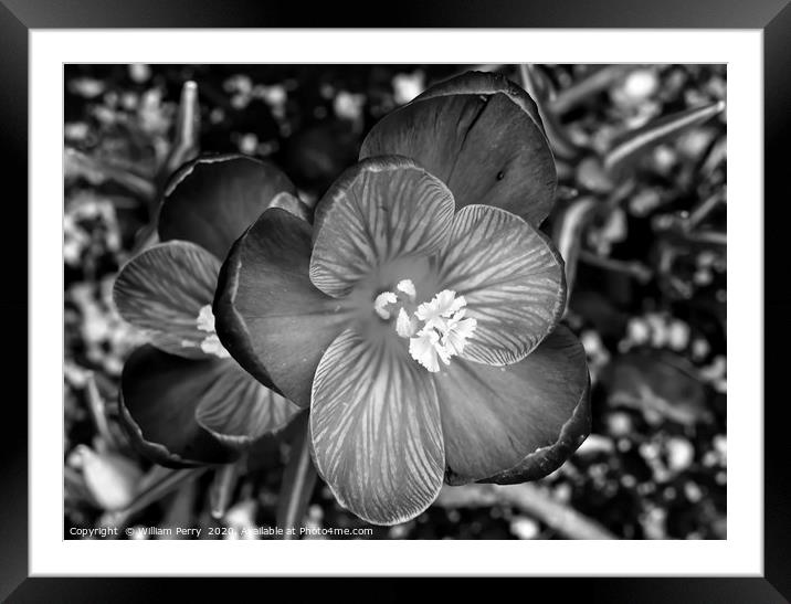 Black and White Blue Purple Crocus Blossom Bloomin Framed Mounted Print by William Perry
