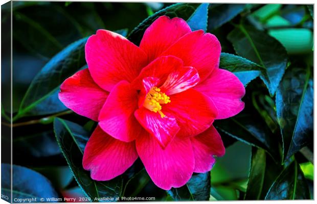 Red Pink White Yellow Camellia Blooming Macro Canvas Print by William Perry
