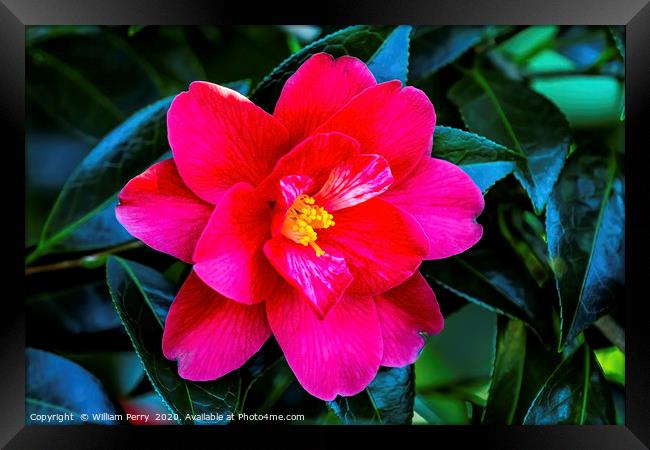 Red Pink White Yellow Camellia Blooming Macro Framed Print by William Perry