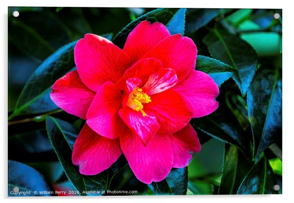 Red Pink White Yellow Camellia Blooming Macro Acrylic by William Perry
