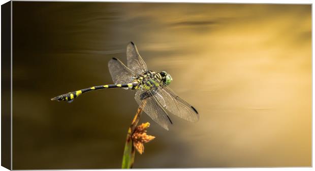 Dragonfly on Golden Pond Canvas Print by Pete Evans