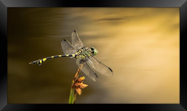 Dragonfly on Golden Pond Framed Print by Pete Evans