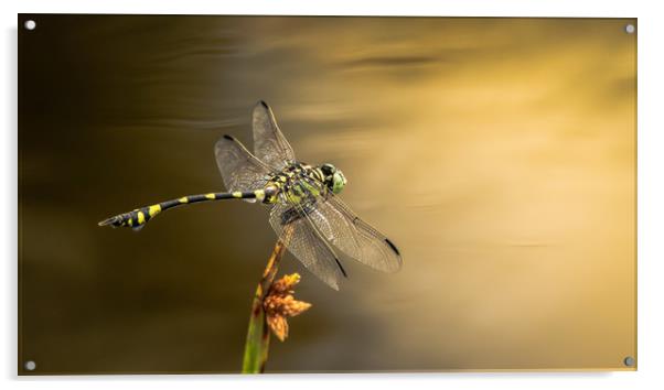 Dragonfly on Golden Pond Acrylic by Pete Evans