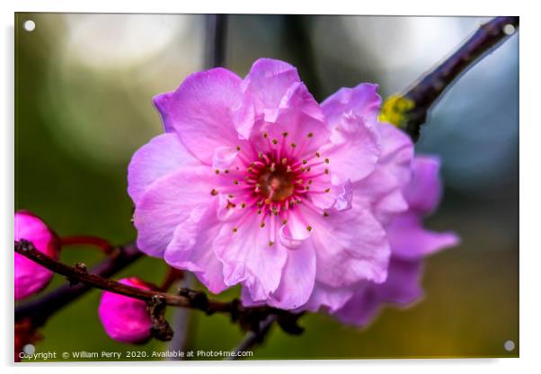 Pink Peach Blossom Blooming Macro Washington Acrylic by William Perry