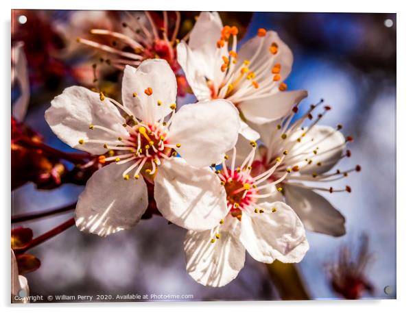 Pink Cherry Plum Blossom Blooming Macro Washington Acrylic by William Perry
