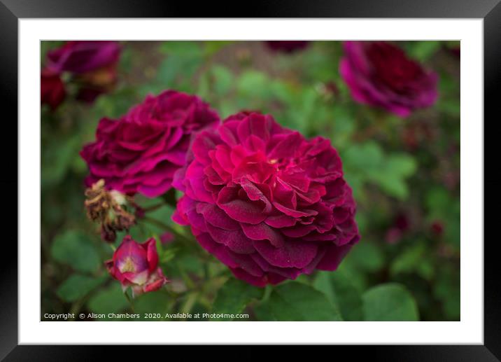 Gallica Rose Framed Mounted Print by Alison Chambers