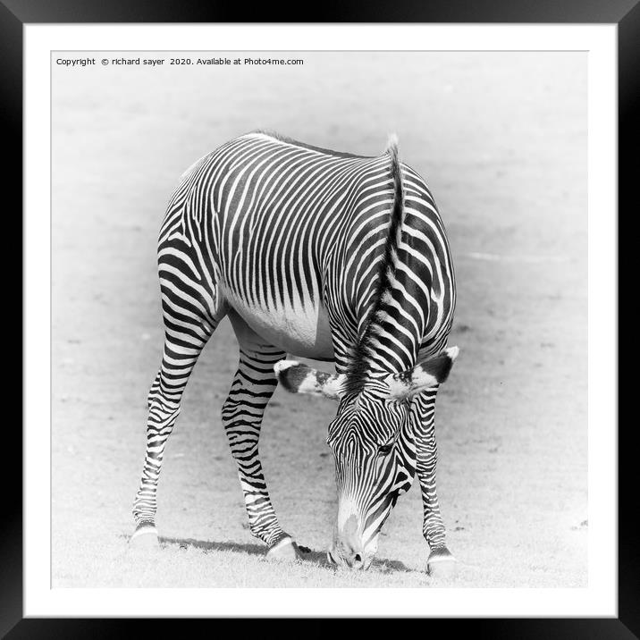 Grazing Zebra Framed Mounted Print by richard sayer