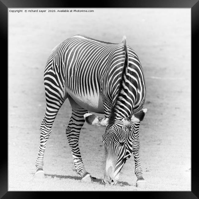 Grazing Zebra Framed Print by richard sayer