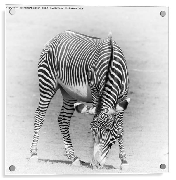 Grazing Zebra Acrylic by richard sayer