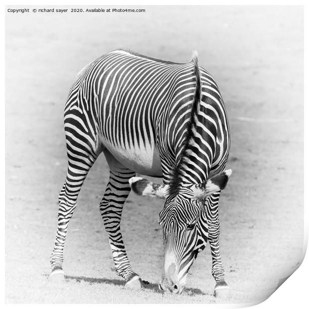 Grazing Zebra Print by richard sayer