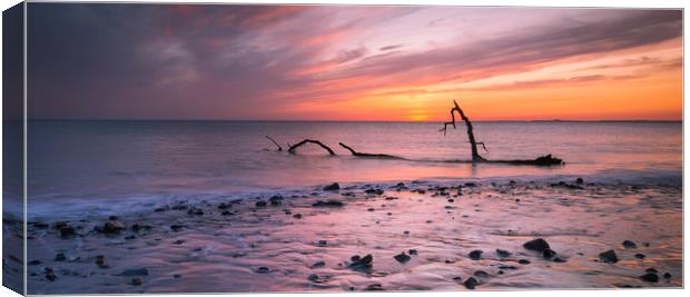 Driftwood on Sker Beach Canvas Print by Leighton Collins