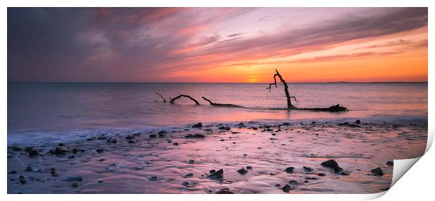 Driftwood on Sker Beach Print by Leighton Collins