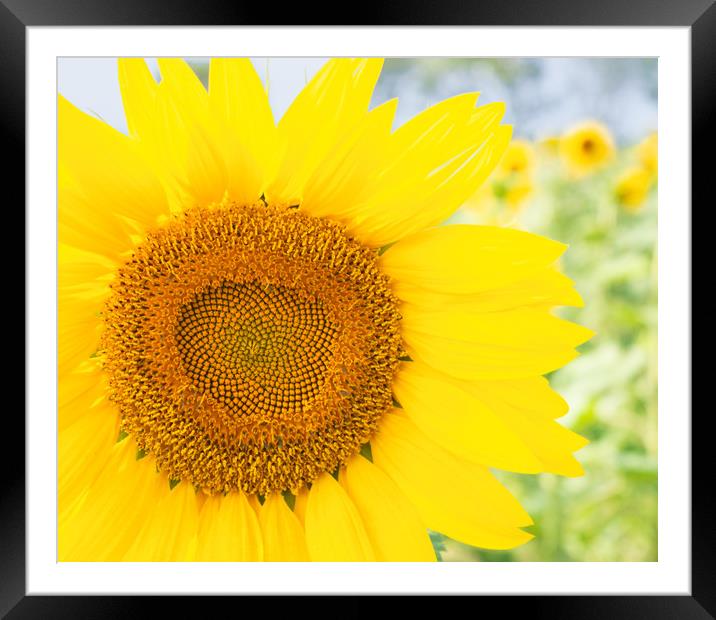 Stunning Sunflower Framed Mounted Print by Paula Tracy