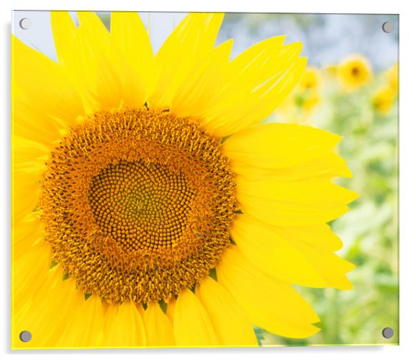 Stunning Sunflower Acrylic by Paula Tracy